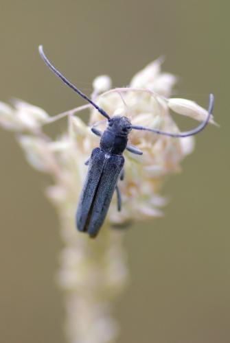 Réf. 235 480 : Phytoeciini inconnu